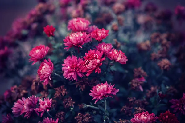 Fleurs Roses Dans Jardin Foyer Sélectif — Photo