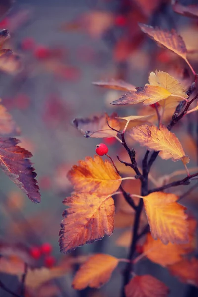 Φθινοπωρινά Φύλλα Κόκκινα Μούρα Επιλεκτική Εστίαση — Φωτογραφία Αρχείου