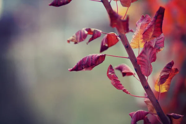 Colorful Autumn Leaves Selective Focus — Stock Photo, Image