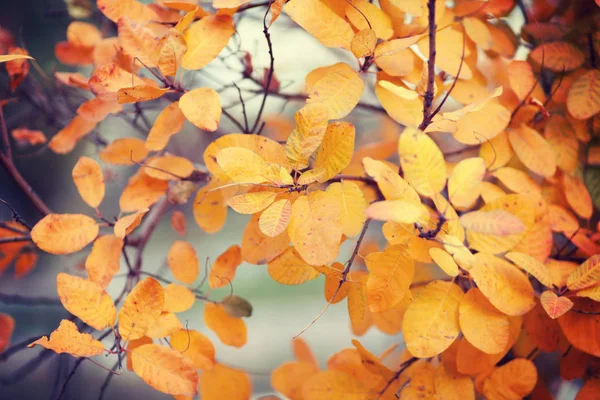 Colorful Autumn Leaves Selective Focus — Stock Photo, Image