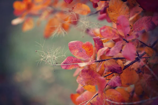 Hojas Coloridas Otoño Enfoque Selectivo —  Fotos de Stock