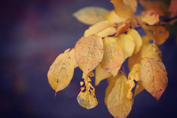 Colorful Autumn Leaves Selective Focus — Stock Photo, Image