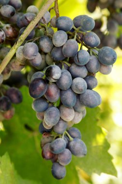 Çalılıklarda olgunlaşan taze üzümlerin kırpılmış görünümü