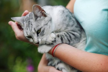 Elinde gri tekir kedi tutan kadının kırpılmış görünümü
