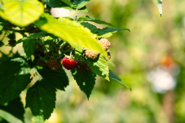 Çalıüzerinde olgunlaşan ahududu kırpılmış görünümü