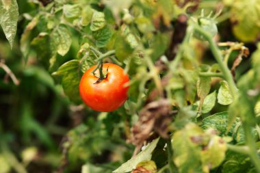 bahçede olgunlaşma tek kırmızı domates