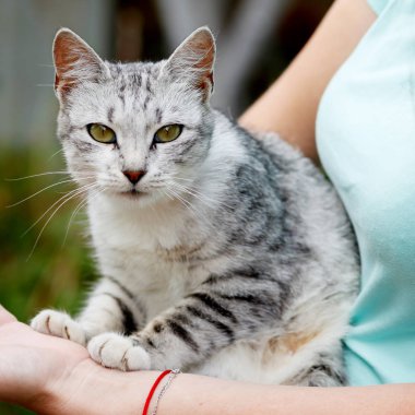 Sevimli gri tekir kedi kadın elinde zaman zevk