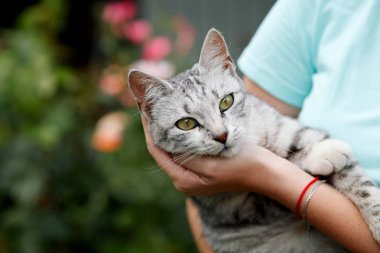 Kadın elinde sevimli gri tabby kedi