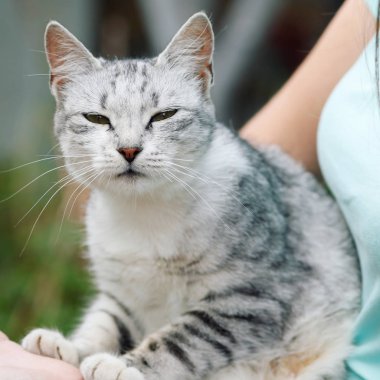 Sevimli gri tekir kedi kadın elinde zaman zevk