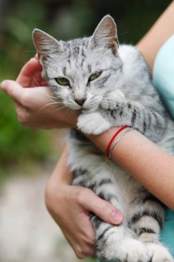 Kadın elinde sevimli gri tabby kedi