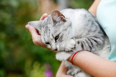 Kadın elinde sevimli gri tabby kedi