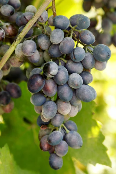 Çalılıklarda olgunlaşan taze üzümlerin kırpılmış görünümü