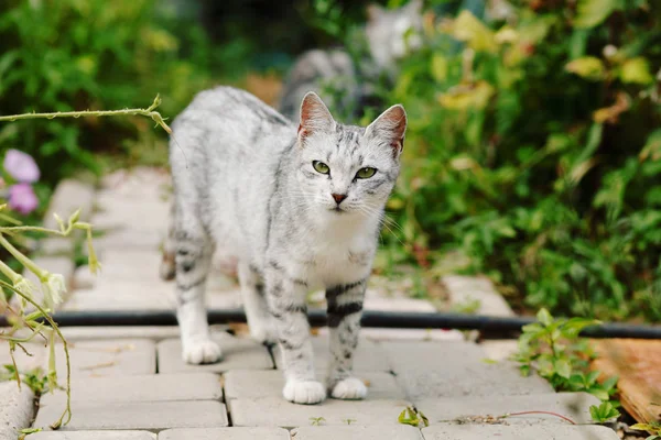 Carino Gatto Che Cammina Giardino — Foto Stock