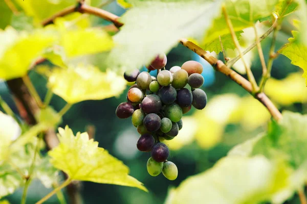 Çalılarda olgunlaşan taze üzümler