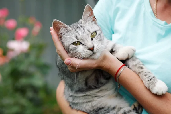 Niedliche Grau Gestromte Katze Weiblichen Händen — Stockfoto