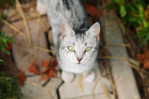 Carino Gatto Guardando Fotocamera Giardino — Foto Stock