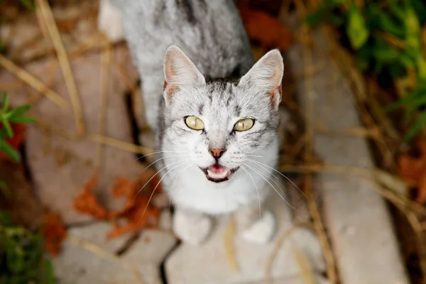 Carino Gatto Guardando Fotocamera Giardino — Foto Stock