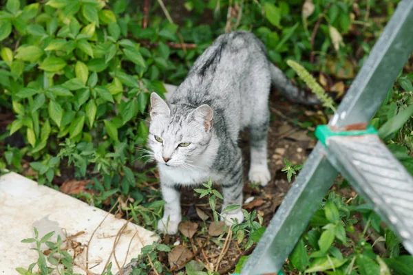 Bahçede yürüyen sevimli kedi