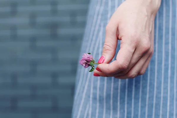 Nært Utsyn Til Fiolett Blomst Kvinnelig Hånd – stockfoto