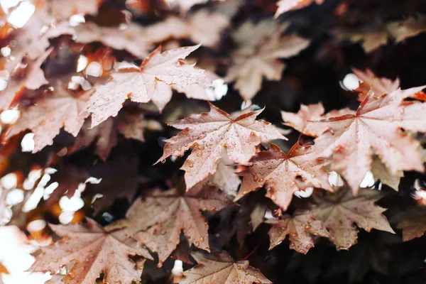 Wet Maple Leaves Autumn Tree Garden — Stock Photo, Image