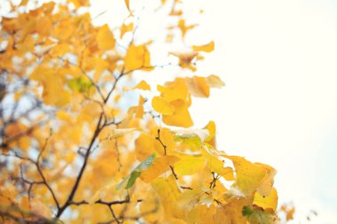 Sarı yapraklar parktaki sonbahar ağacında