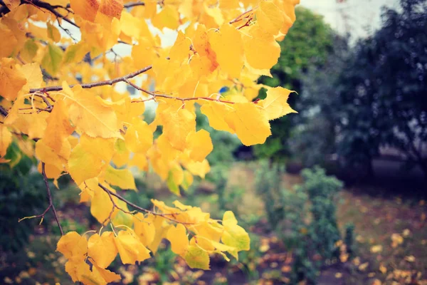 Yellow Leaves Autumn Tree Park — Stock Photo, Image