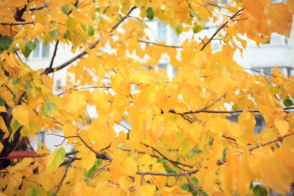 Κίτρινα Φύλλα Στο Δέντρο Του Φθινοπώρου — Φωτογραφία Αρχείου