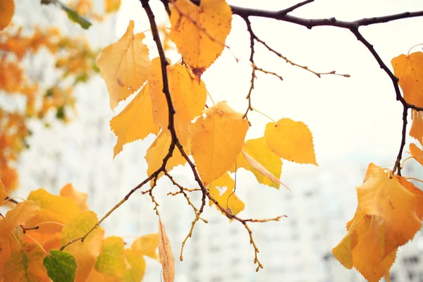 Κίτρινα Φύλλα Στο Δέντρο Του Φθινοπώρου — Φωτογραφία Αρχείου