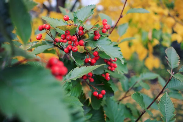 Herbstblätter Mit Roten Beeren Selektiver Fokus — Stockfoto