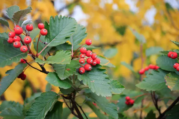 Herbstblätter Mit Roten Beeren Selektiver Fokus — Stockfoto