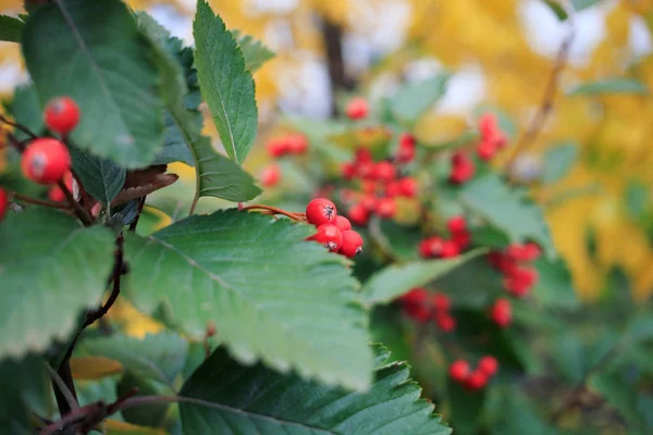 Herbstblätter Mit Roten Beeren Selektiver Fokus — Stockfoto