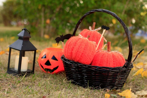 Halloween Pumpkins Autumn Meadow — ストック写真