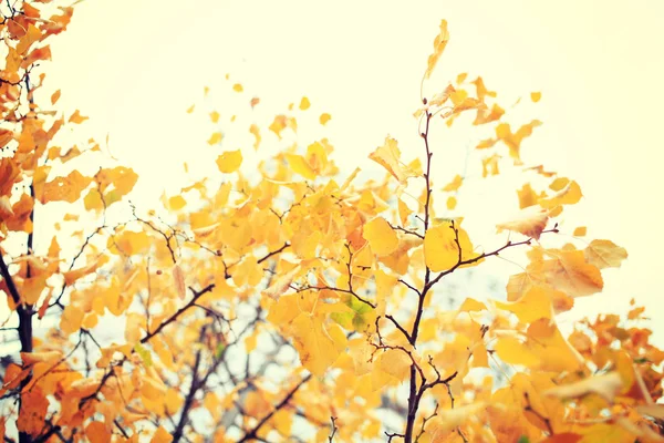 Feuilles Automne Jaunes Sur Fond Blanc — Photo