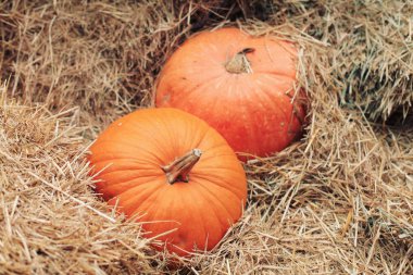 Sonbahar mevsimi, olgun balkabakları samanlıkta