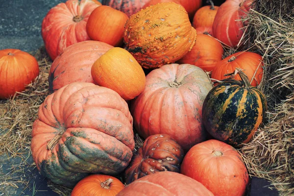 Temporada Otoño Calabazas Maduras Heno — Foto de Stock