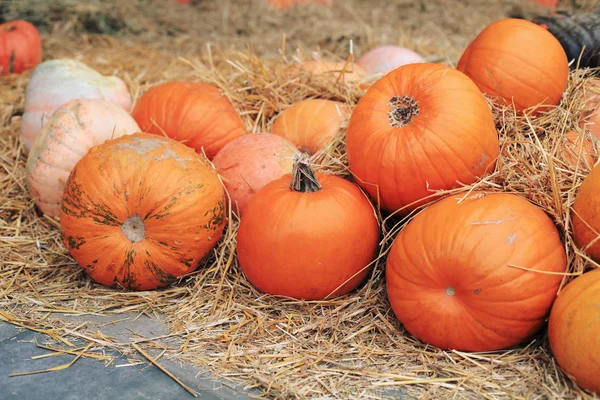 Temporada Otoño Calabazas Maduras Heno — Foto de Stock