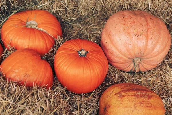 Temporada Otoño Calabazas Maduras Heno — Foto de Stock