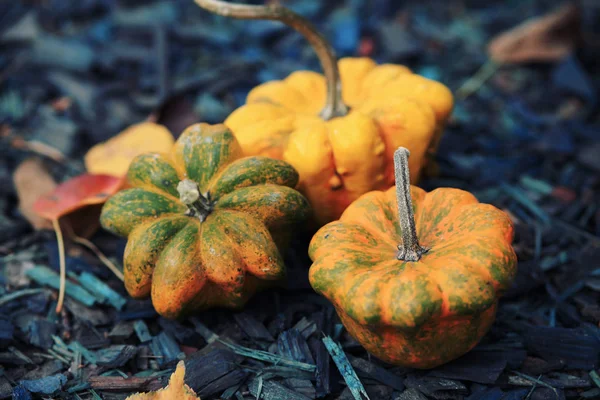 Calabazas Otoño Con Hojas Sobre Fondo Madera —  Fotos de Stock