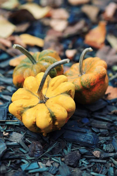 Abóboras Outono Com Folhas Fundo Madeira — Fotografia de Stock
