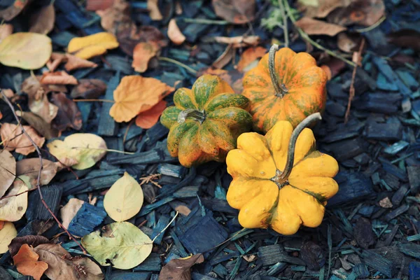 Φθινοπωρινές Κολοκύθες Φύλλα Ξύλινο Φόντο — Φωτογραφία Αρχείου