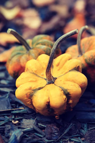 木の背景に葉を持つ秋のカボチャ — ストック写真