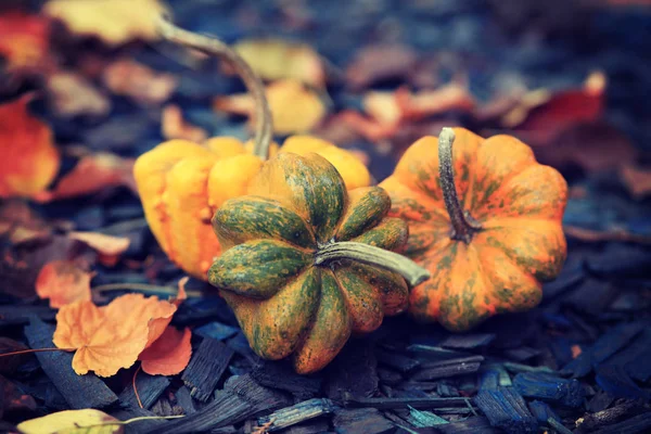 Podzimní Dýně Listy Dřevěném Pozadí — Stock fotografie