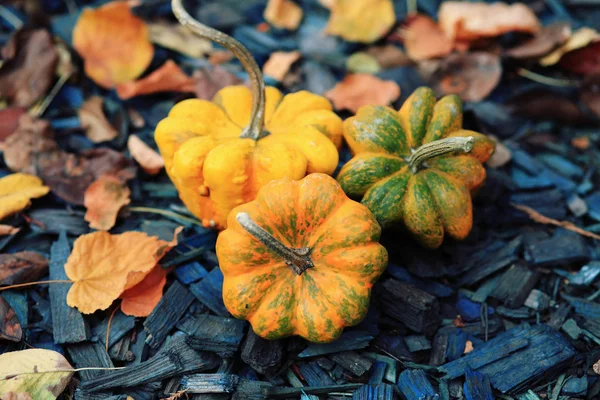 Podzimní Dýně Listy Dřevěném Pozadí — Stock fotografie