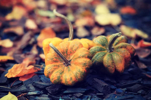 Podzimní Dýně Listy Dřevěném Pozadí — Stock fotografie