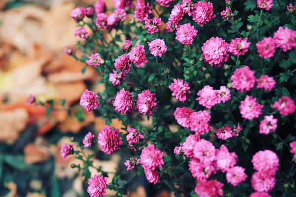 Belles Fleurs Roses Fleurissant Dans Jardin — Photo