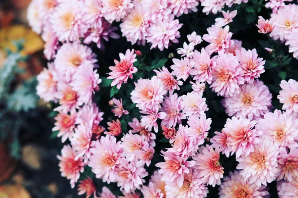 Hermosas Flores Rosadas Floreciendo Jardín — Foto de Stock