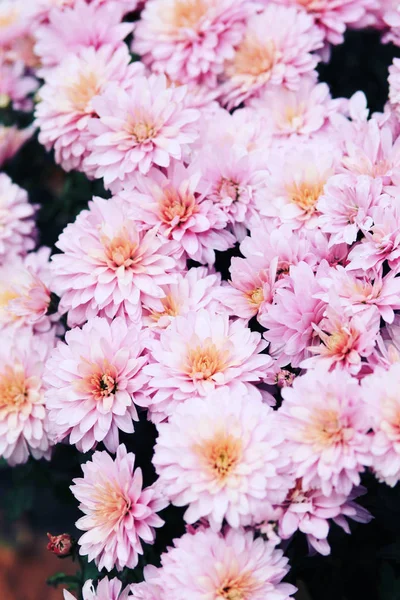 Belles Fleurs Roses Fleurissant Dans Jardin — Photo