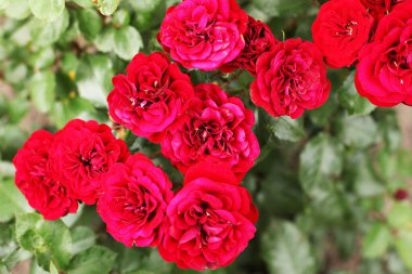 Bahçedeki güzel güller