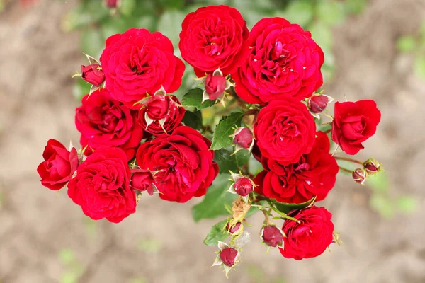 Hermosas Rosas Jardín — Foto de Stock