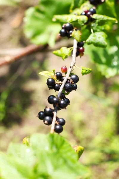 Nahaufnahme Reifer Schwarzer Johannisbeeren Strauch Zur Sommerzeit — Stockfoto